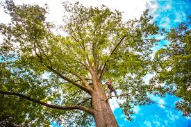 Best Arborist Consultation Services  in Gonzales, TX