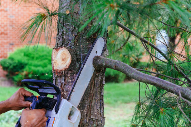 Best Tree Trimming and Pruning  in Gonzales, TX